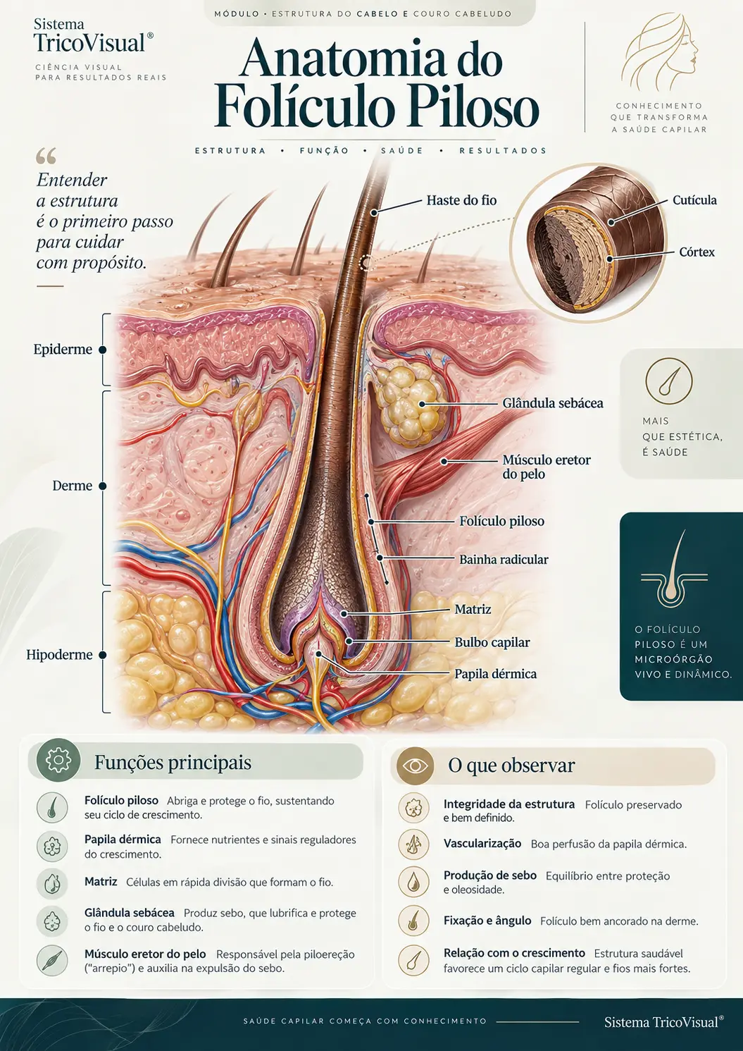 Ficha visual: Anatomia do Folículo Piloso