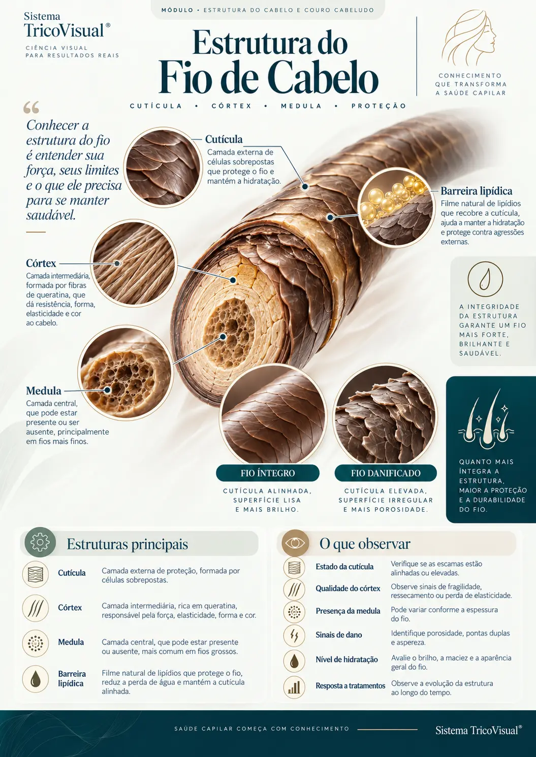 Ficha visual: Estrutura do Fio de Cabelo